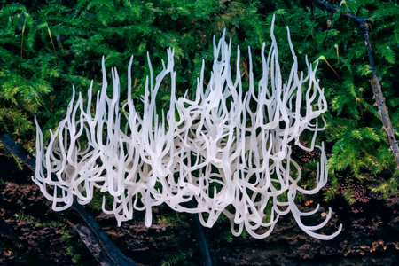 Ivory coral - Ramariopsis kunzei is a type of fungus. It is also known as white coral because its branched structure resembles sea coralの写真素材