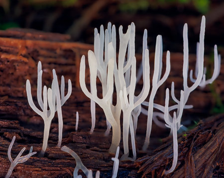 Ivory coral - Ramariopsis kunzei is a type of fungus. It is also known as white coral because its...