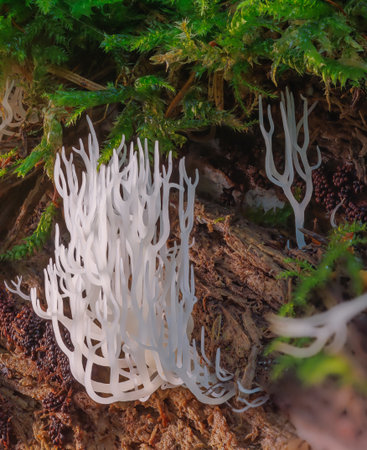 Ivory coral - Ramariopsis kunzei is a type of fungus. It is also known as white coral because its branched structure resembles sea coralの写真素材