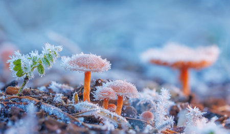 Frosted Mushroom in a Snowy Meadow, cold winter morning backgroundの写真素材