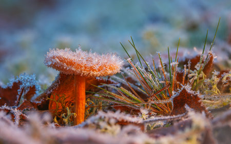 Frosted Mushroom in a Snowy Meadow, cold winter morning background
