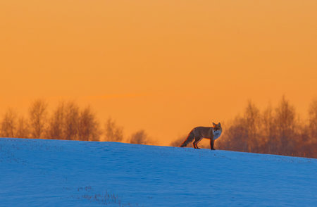 Winter landscape with animal. Red fox climbing in a snowy hillの写真素材