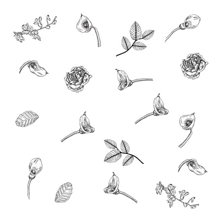 Flowers collection with hand drawn styleのイラスト素材
