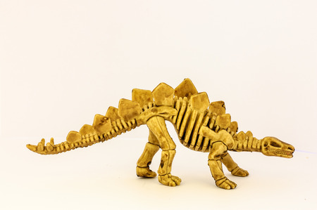 fossilの写真素材