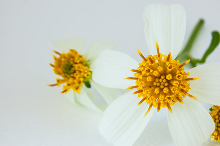 yellow pollens close up styleの写真素材