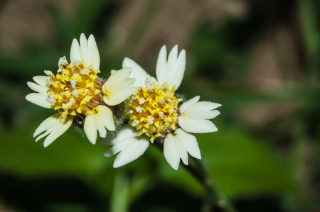 yellow pollens closeupの写真素材