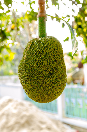 jack fruit on treeの写真素材
