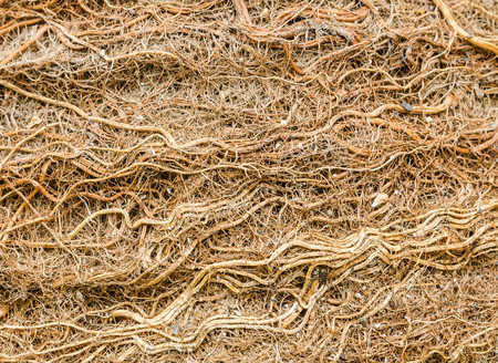 Closeup many herbage background