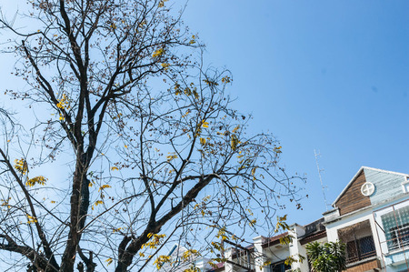 Tree on season and blue sky backgroundの写真素材