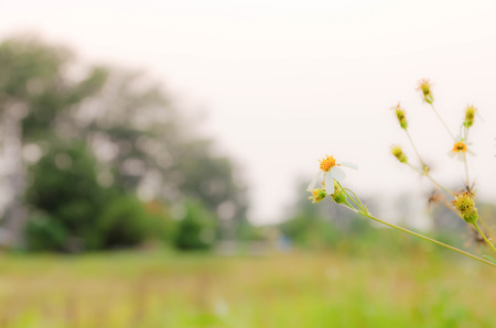 Plants dandelions with sunsetの写真素材