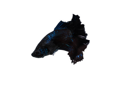 Blue bata isolated on whiteの写真素材