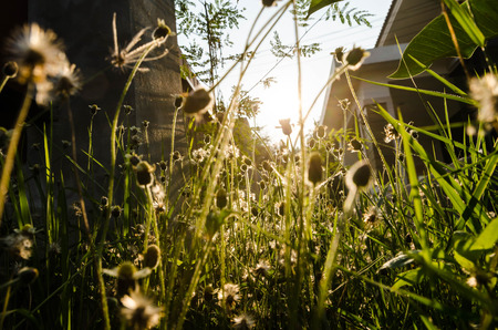 plants dandelions  with sunriseの写真素材