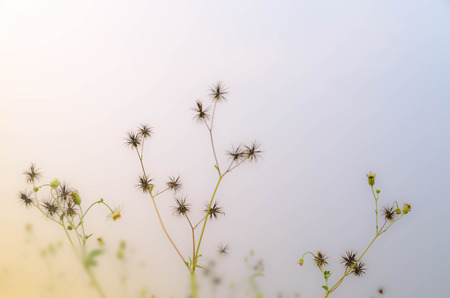 Weed flowers sihoette with sunsetの写真素材