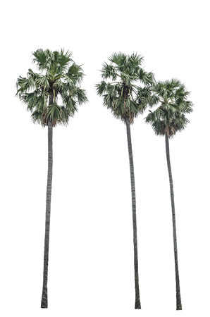 Sugar palm trees isolated backgroundの写真素材