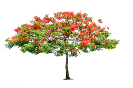 Tree isolated on white backgroundの写真素材