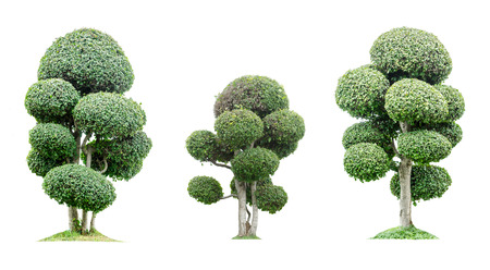 Group of trees isolated on white backgroundの写真素材