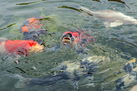 Koi in pond be hungryの写真素材