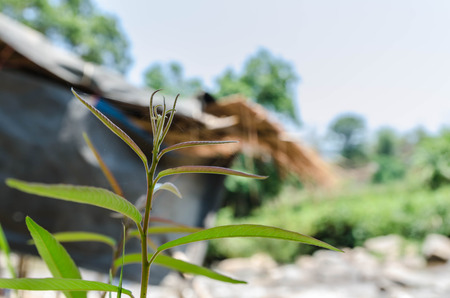 Weed in nature and nature backgroundの写真素材