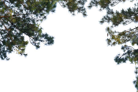 Pine tree isolated on white background with clipping path. High quality photo