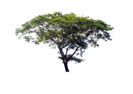 Samanea saman tree isolated on white(Samanea saman (Jacg.) Merr.の写真素材