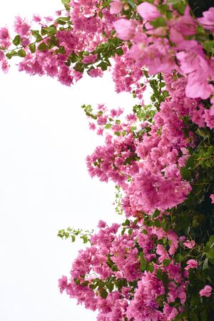 Pink bougaville flowers with green leaves.の写真素材