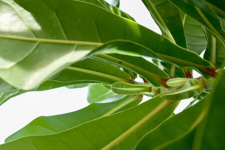 Green leaves on tree isolate on white backgroundの写真素材