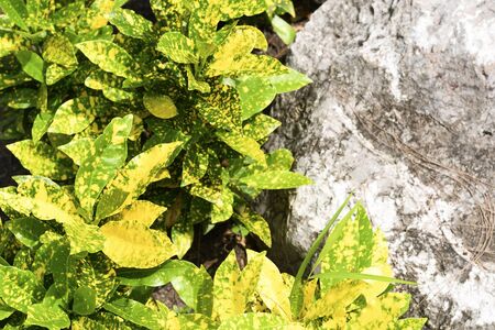 Yellow and green leaves of Croton tree grow near stone.の写真素材