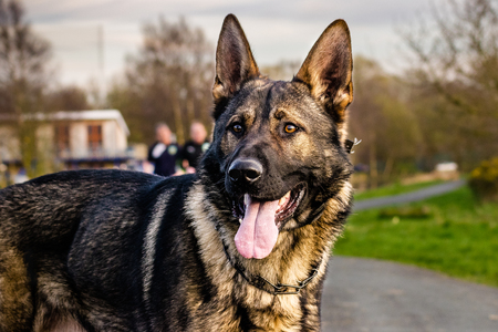 German shepherd dog on a walk in parkの写真素材