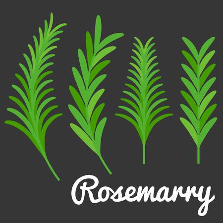 Rosemarry vector, flat design on black backgroundのイラスト素材