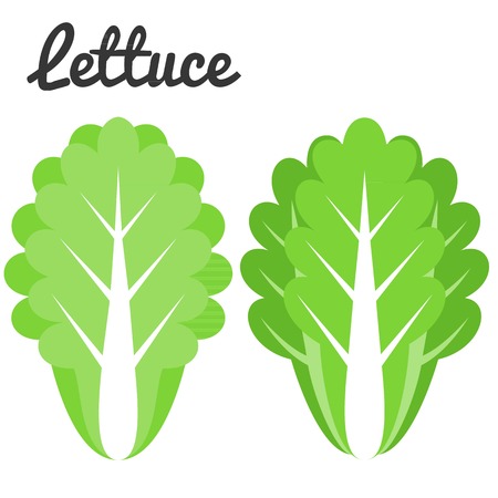 Lettuce vector, flat design on white backgroundのイラスト素材