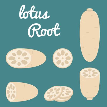 Vector Lotus root,flat designのイラスト素材