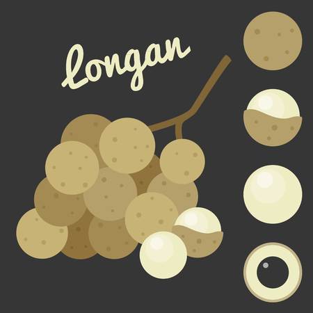 Vector Longan,flat styleのイラスト素材