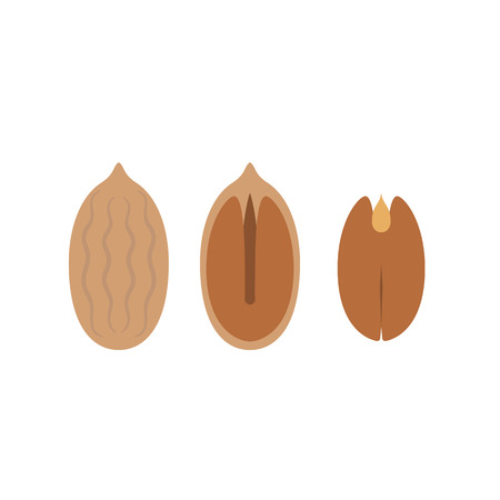 Pecan icon, flat design vectorのイラスト素材