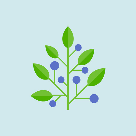 Vector blueberry, flat designのイラスト素材