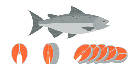 Salmon fish and sliced of salmon fillet steak illustration, flat design vectorのイラスト素材