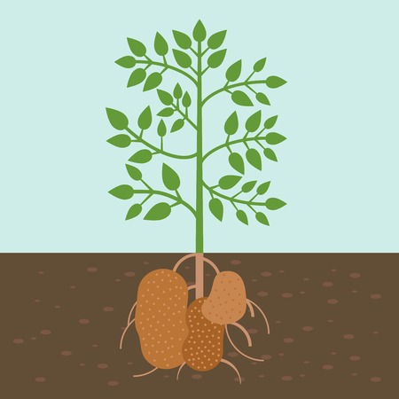 potato plant, vegetable with root in soil texture, flat designのイラスト素材