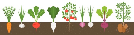vegetable with root in soil texture, flat designのイラスト素材
