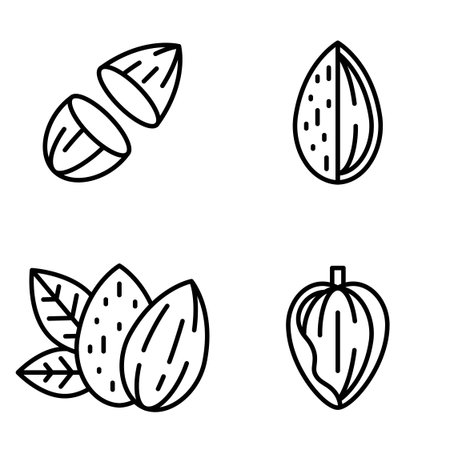 Set of Four Almond Outline Icons Showing Half Cut Shell Pair with Leaf and Cracked Shell Vector Illustrationのイラスト素材