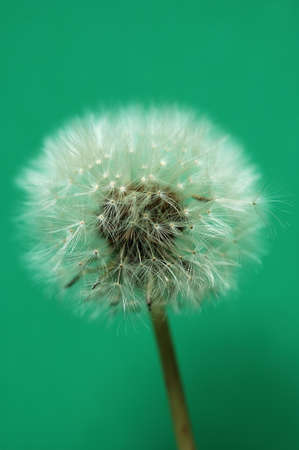 seed,  ball,  dandelion,  flower,  macro,  white,   plant,  closeup,  fluffy,  soft,  delicate,  fragile,  beauty,  seedball,  sow-thistle,greenの写真素材