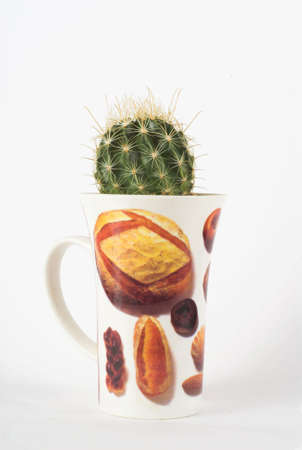 cactus in white cap pain on breadの写真素材