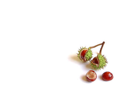 autumn,  bronze,  brown,  castor,  chestnut,  fall,  four,  october,  september,  spike,  spiky,の写真素材