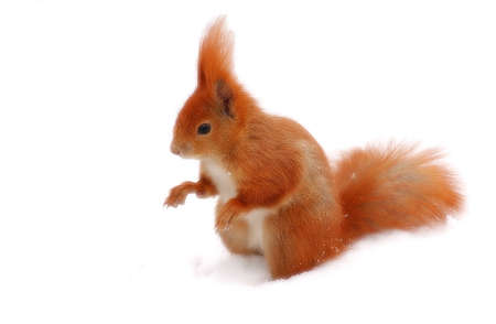 animal; mammal; red; rodent; snow; squirrel; tuft; wait for; winter; eat snow; white; backgraund; isolated,の写真素材