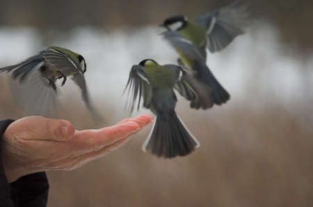 bird, eat, fatten, food, hand, palm, park, sunday, tit, titis, wing, winter, three, fly, cold, man, hand,の写真素材