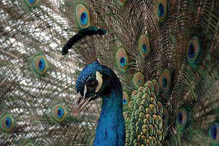 bird; brush; coma; eye; open; park; peacock; scut; tail; train
