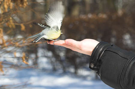autumn, bird, blue, branch, caeruleus, cute, feathers, forest, mousetit, natural, nature, outdoors, outside, parus, tit, wildlife, wings, winter, yellow, hand, eat, man,の写真素材