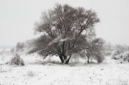 blanket, branch, bright, calm, chill, christmas, clean, coating, cold, crystal, evergreen, forest, freeze, fresh, frost, frozen, gentle, glade, graphic, hoarfrost, ice, landscape, meadow, nature, outdoor, overcast, park, peace, pine, plant, pristine, pureの写真素材