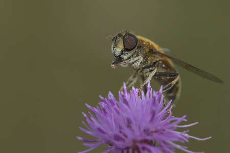 Bee with pollen on flower