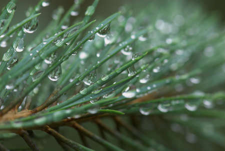 drops after rain in summerの写真素材