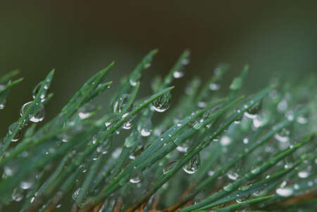 drops after rain in summer