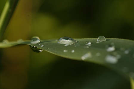 dew, herb, weed, herbage, blade, morning, closeup, drip, drips, drop, droplet, droplets, drops, grass, green, nature, outdoor, plant, plants, reflect, reflection, shower, water, wet, aqua, aquatic, blades, close, condense, condensed, detail, details, greeの写真素材